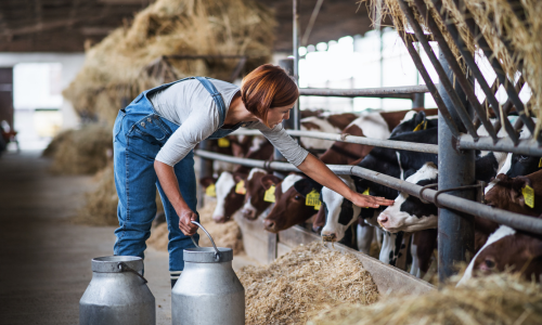 Woman feeding cows