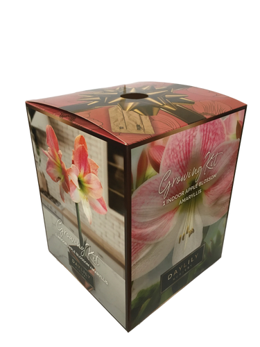 Daylily Nursery Apple Blossom Amaryllis Bulb in an Elegant Box, With a Plastic Planting Pot, and a Professional Growing Medium