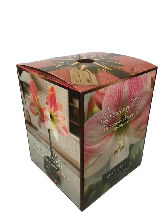 Daylily Nursery Apple Blossom Amaryllis Bulb in an Elegant Box, With a Plastic Planting Pot, and a Professional Growing Medium