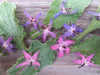 Borage