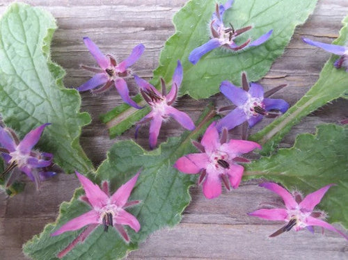 Borage