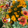 Flower Mix Bee My Pollinator