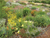 Flower Mix Bee My Pollinator