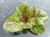 Lettuce Flashy Butter Gem