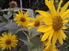 Sunflower Wild West