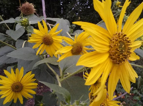Sunflower Wild West