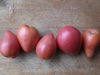 Tomato Holy Myrrhbearer