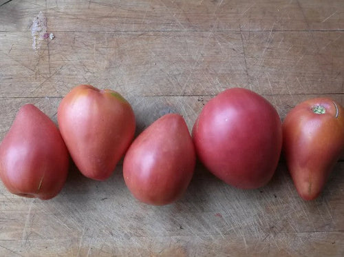 Tomato Holy Myrrhbearer