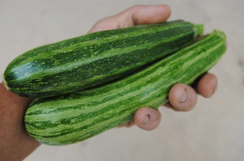 Zucchini Cocozelle